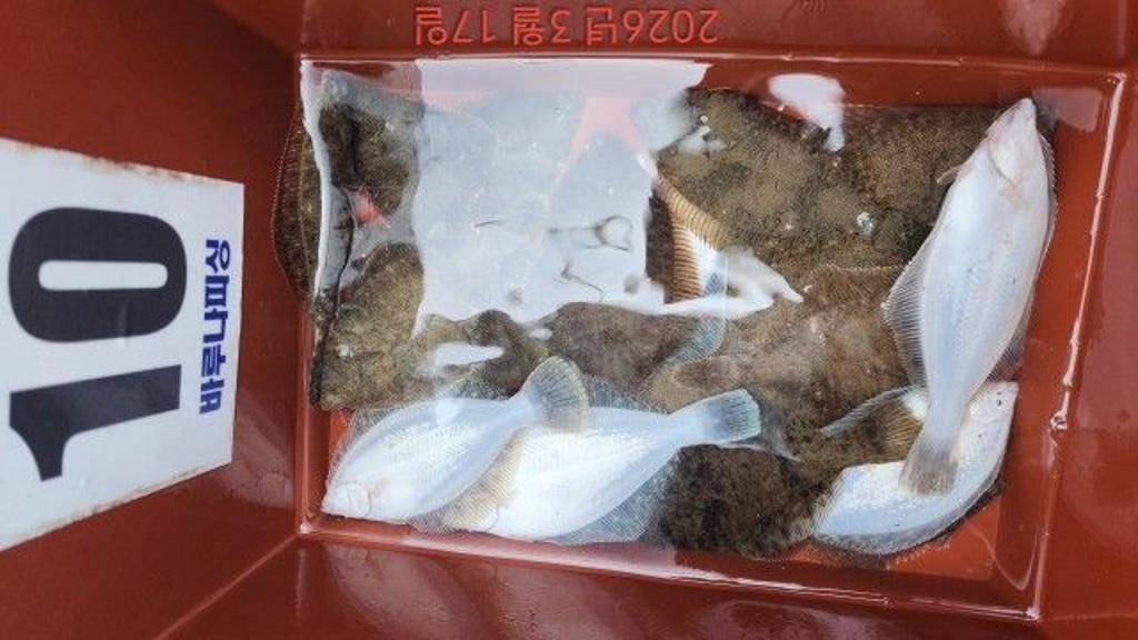 낚시뚜,도다리,속천항(진해),바루나피싱,낚시뚜9