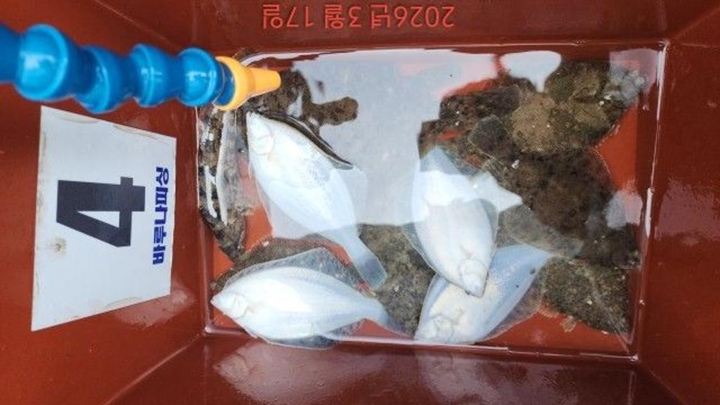 낚시뚜,도다리,속천항(진해),바루나피싱,낚시뚜8