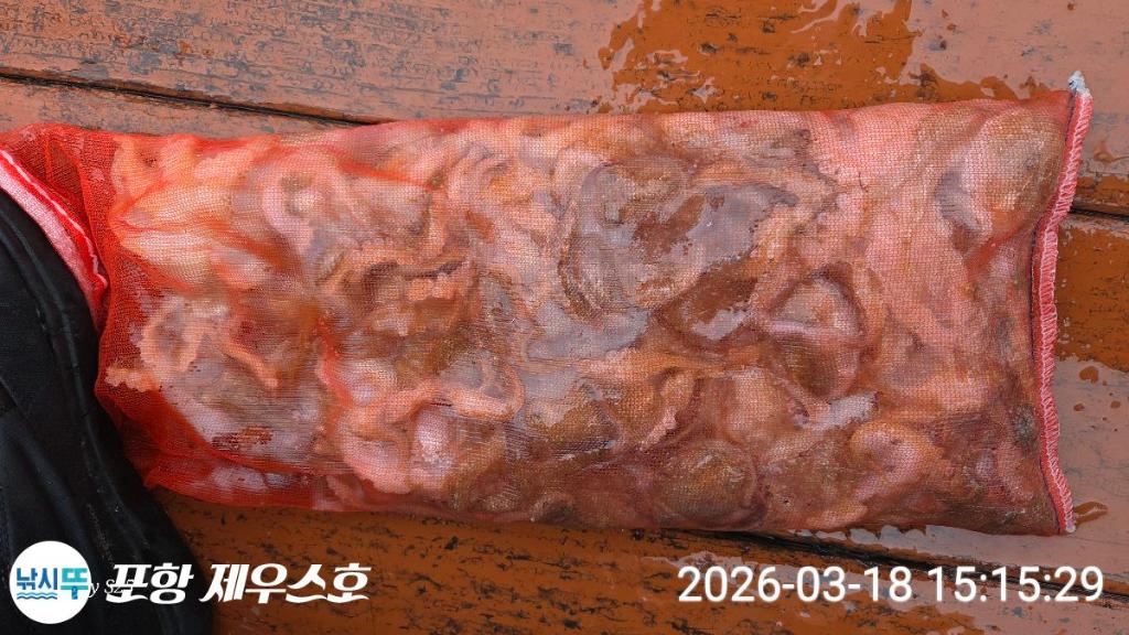 낚시뚜,쭈꾸미,영일만항,포항 제우스호,낚시뚜30