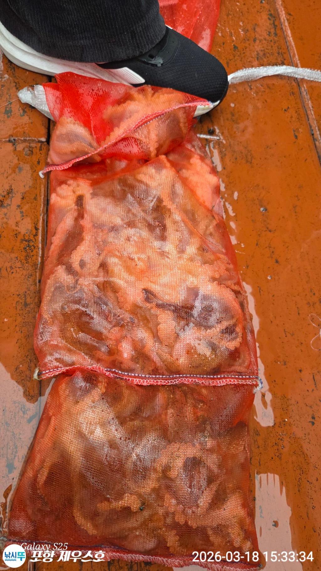 낚시뚜,쭈꾸미,영일만항,포항 제우스호,낚시뚜29