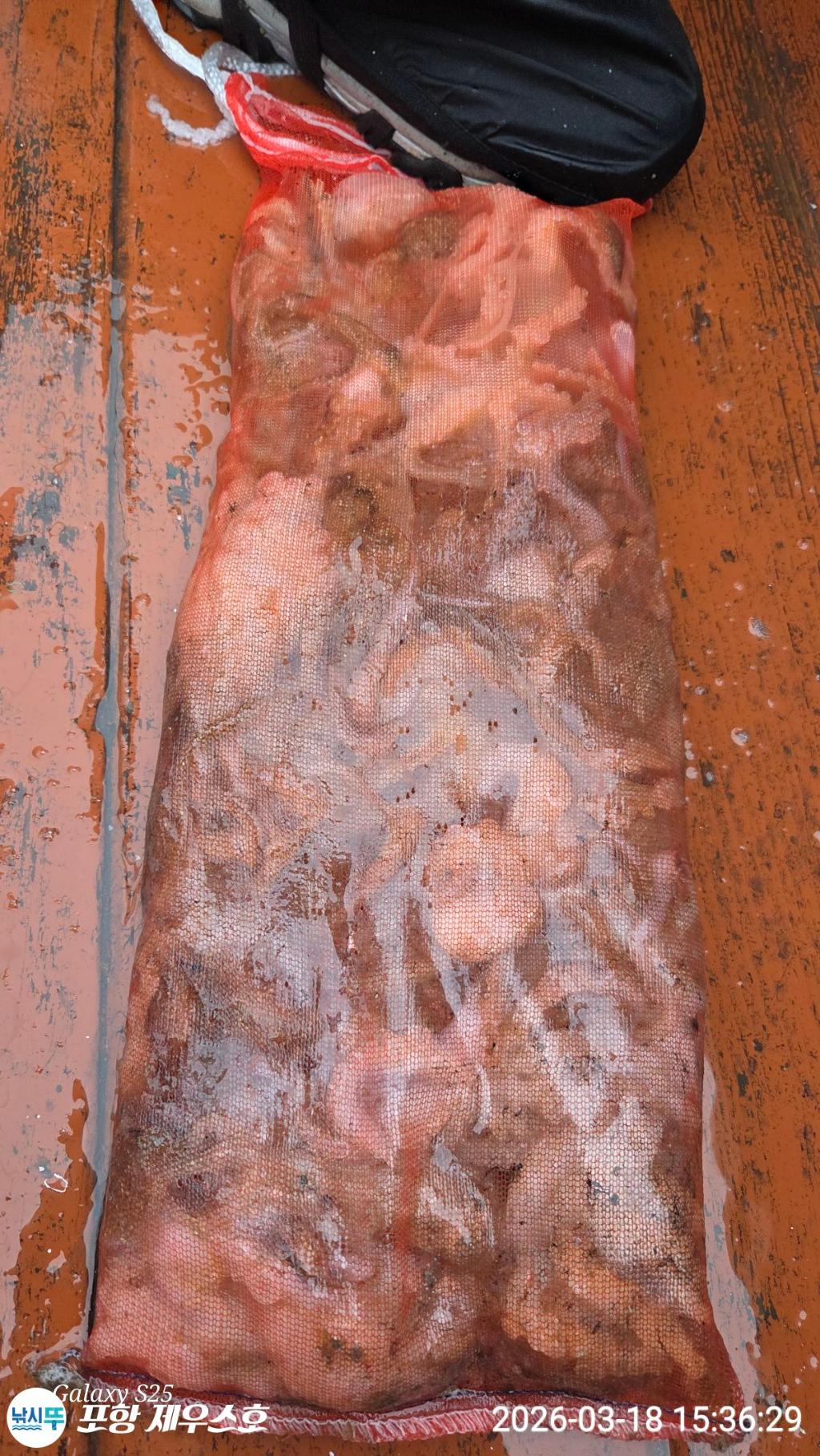 낚시뚜,쭈꾸미,영일만항,포항 제우스호,낚시뚜28