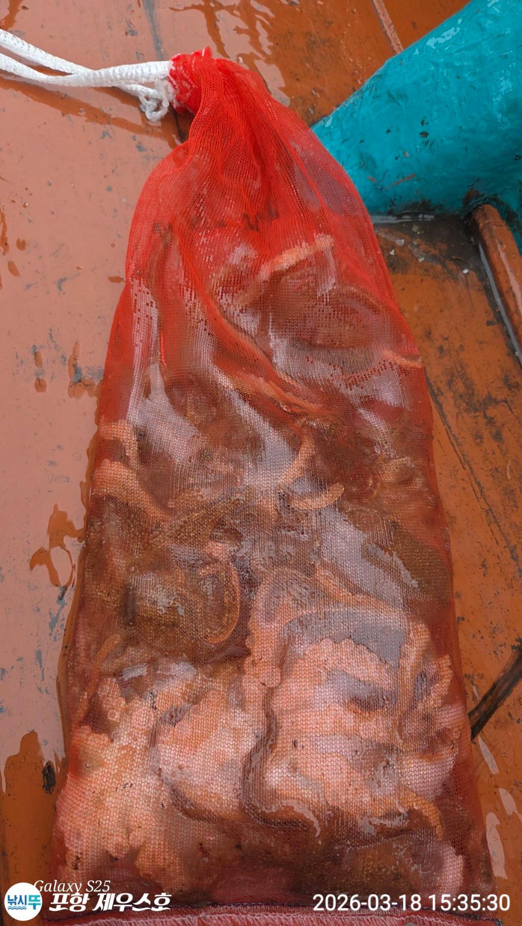 낚시뚜,쭈꾸미,영일만항,포항 제우스호,낚시뚜27