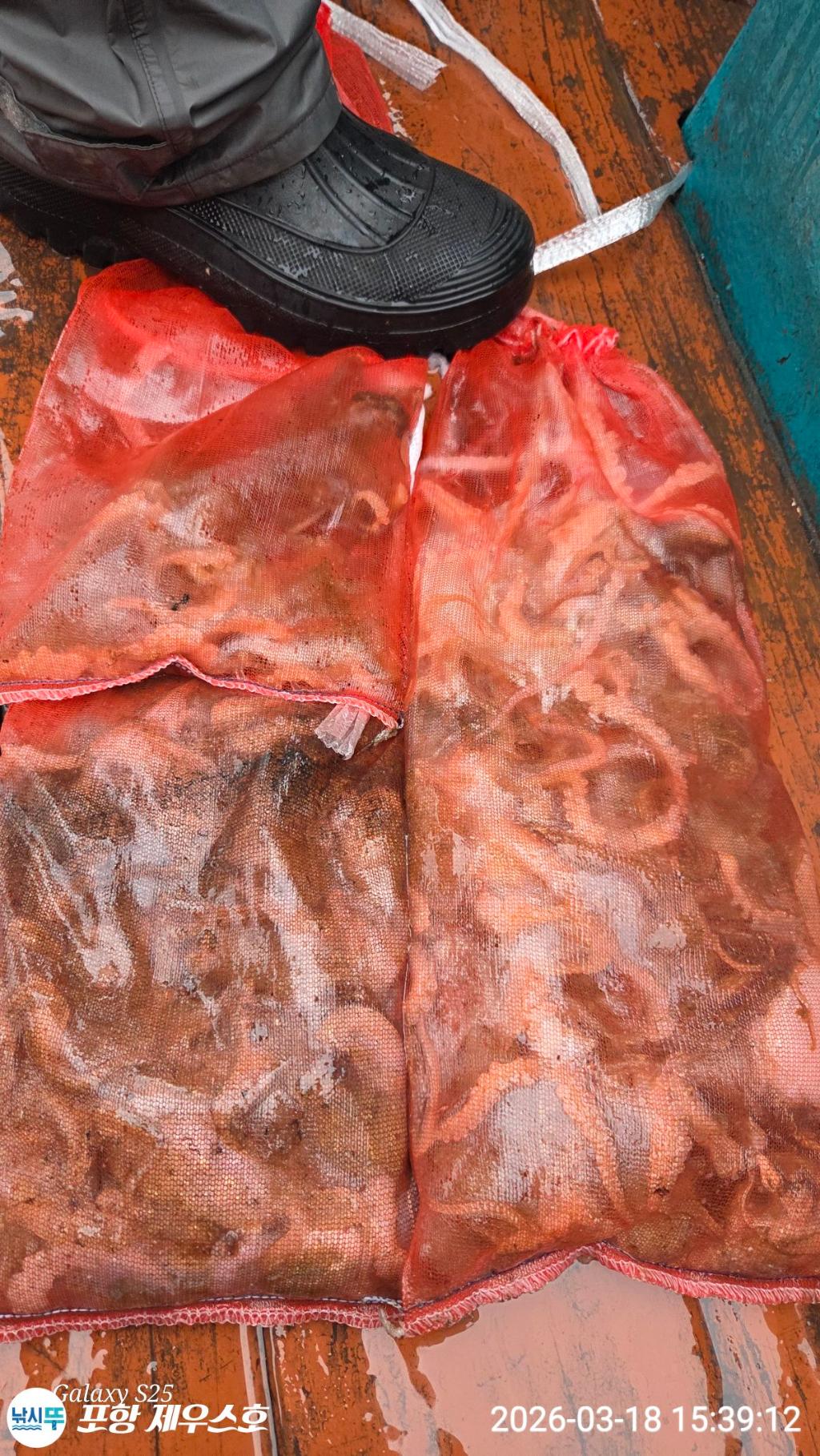 낚시뚜,쭈꾸미,영일만항,포항 제우스호,낚시뚜24