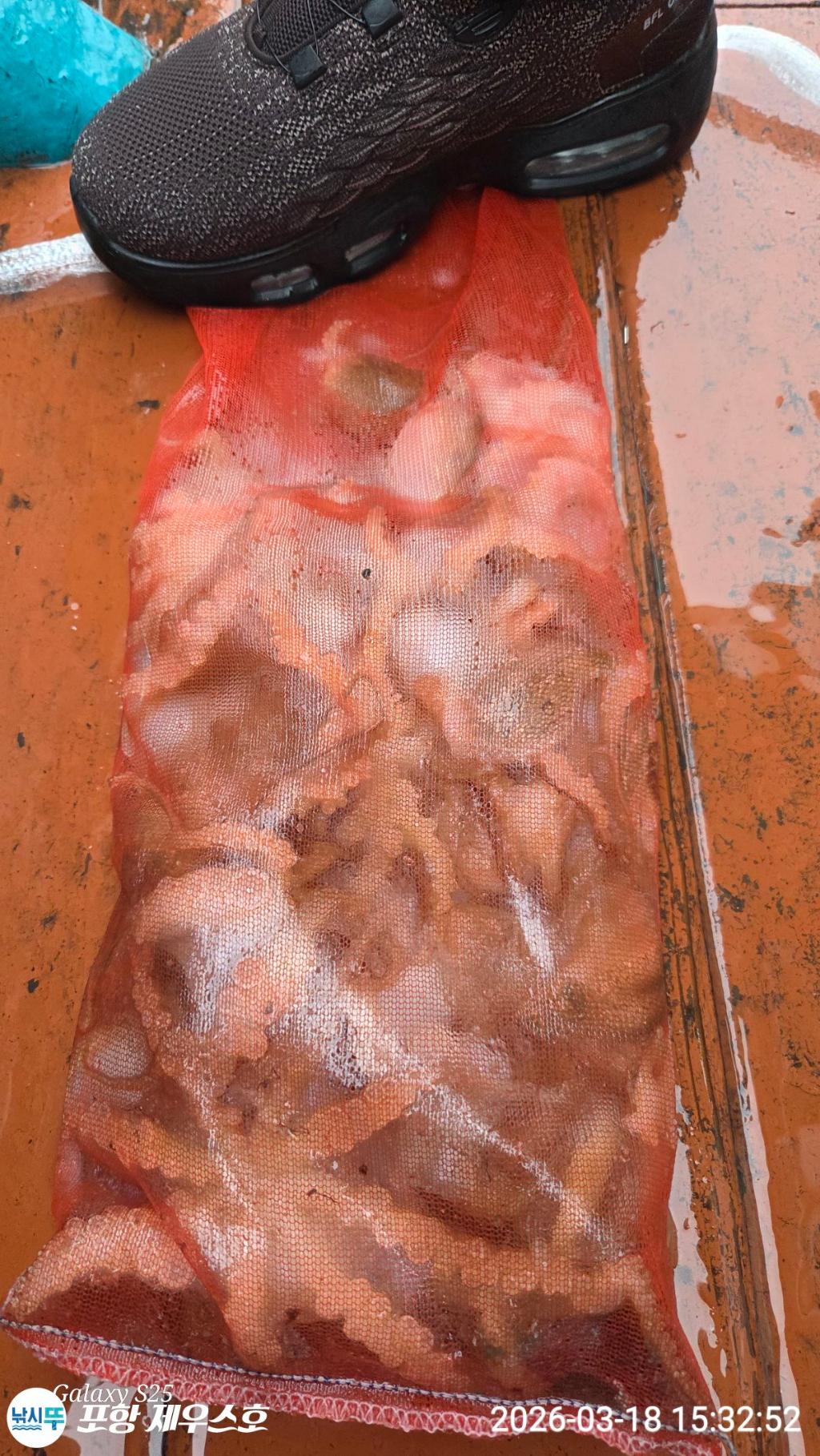 낚시뚜,쭈꾸미,영일만항,포항 제우스호,낚시뚜22