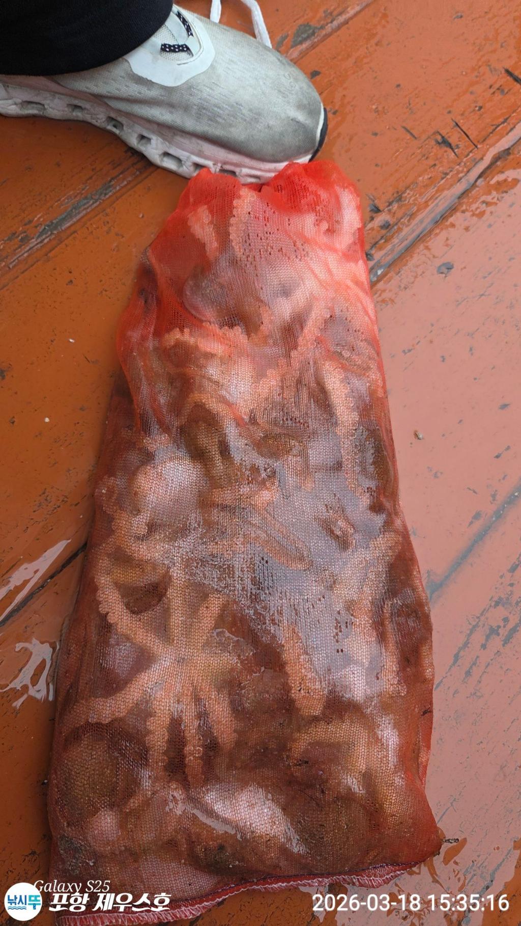 낚시뚜,쭈꾸미,영일만항,포항 제우스호,낚시뚜21