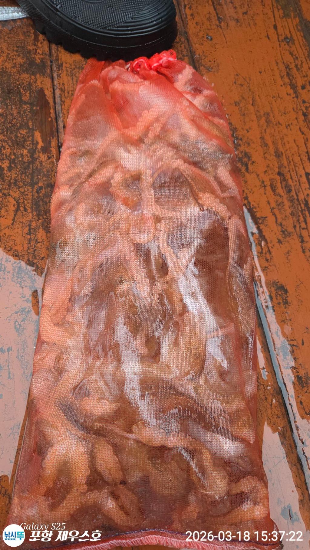 낚시뚜,쭈꾸미,영일만항,포항 제우스호,낚시뚜20