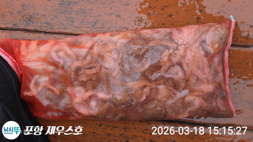 낚시뚜,쭈꾸미,영일만항,포항 제우스호,낚시뚜19