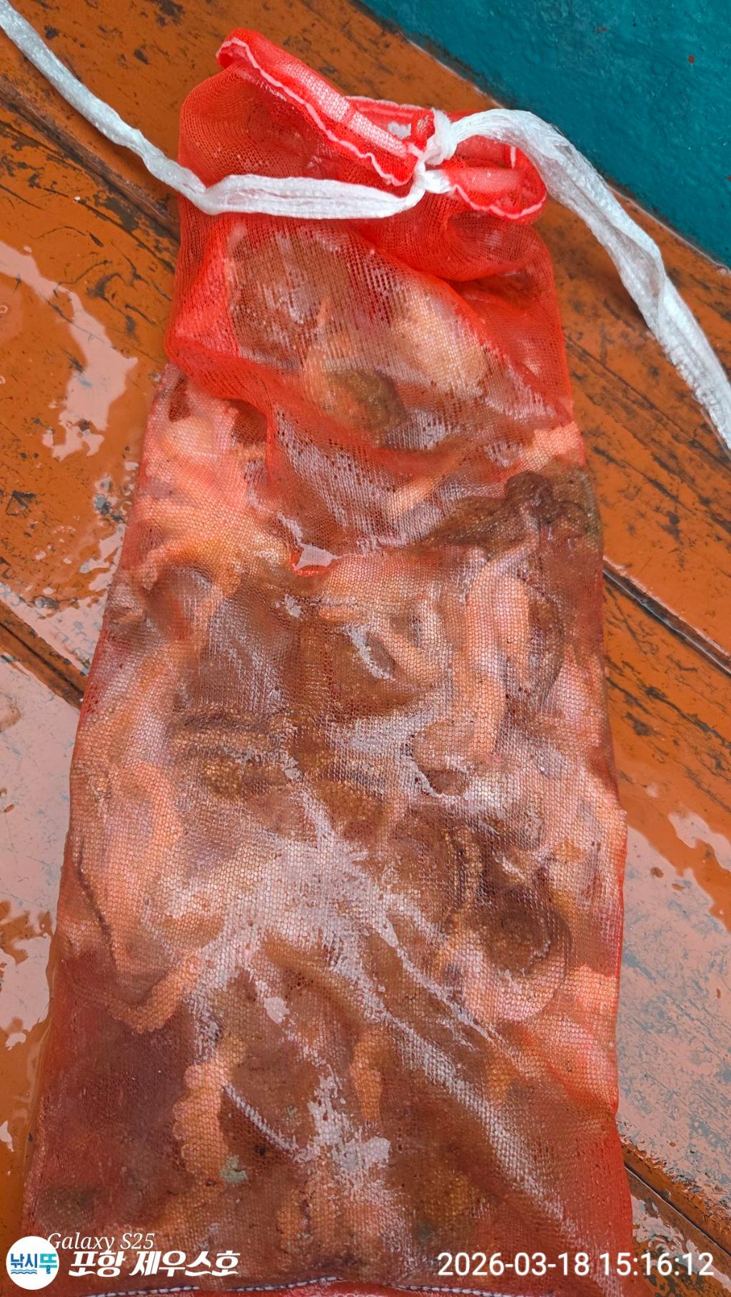 낚시뚜,쭈꾸미,영일만항,포항 제우스호,낚시뚜18