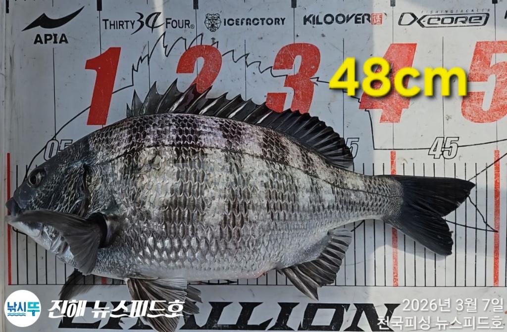 낚시뚜,감성돔,진해행암항,진해 뉴스피드호,낚시뚜13