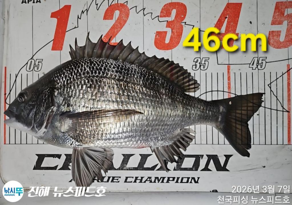 낚시뚜,감성돔,진해행암항,진해 뉴스피드호,낚시뚜9