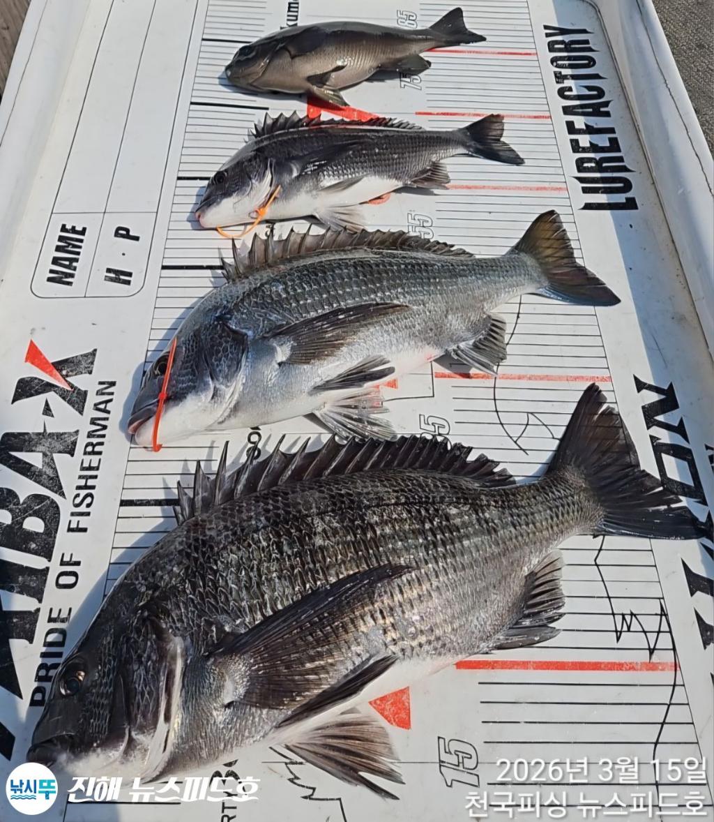 낚시뚜,감성돔,진해행암항,진해 뉴스피드호,낚시뚜4