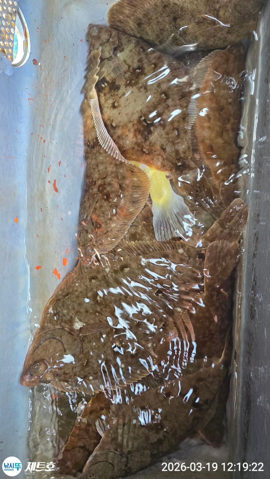 낚시뚜,도다리,가자미,영일만항,포항 제트호,낚시뚜41