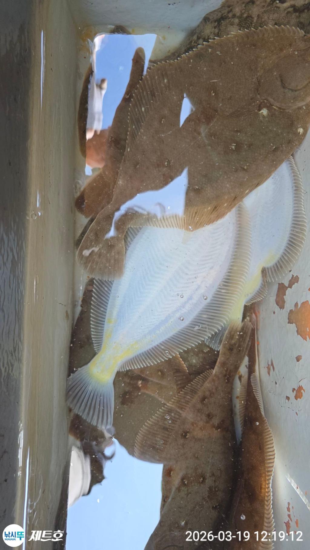 낚시뚜,도다리,가자미,영일만항,포항 제트호,낚시뚜40