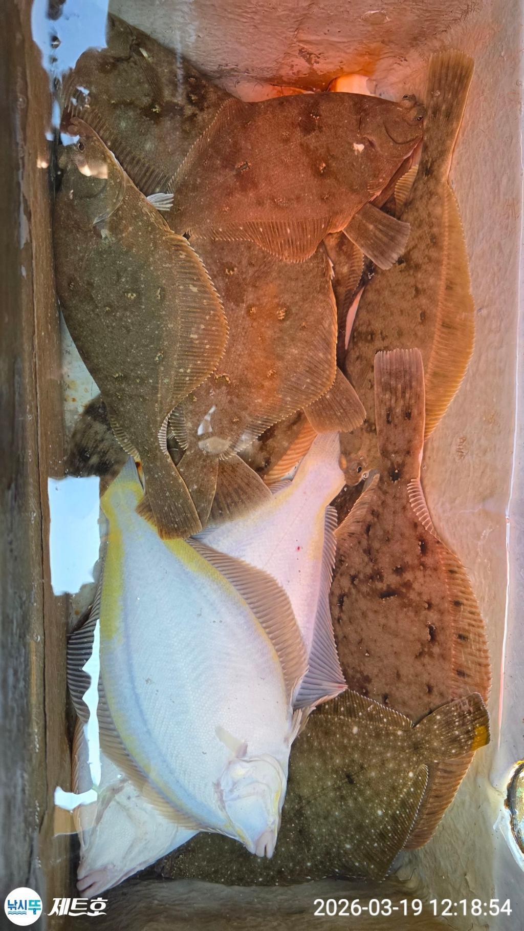 낚시뚜,도다리,가자미,영일만항,포항 제트호,낚시뚜39