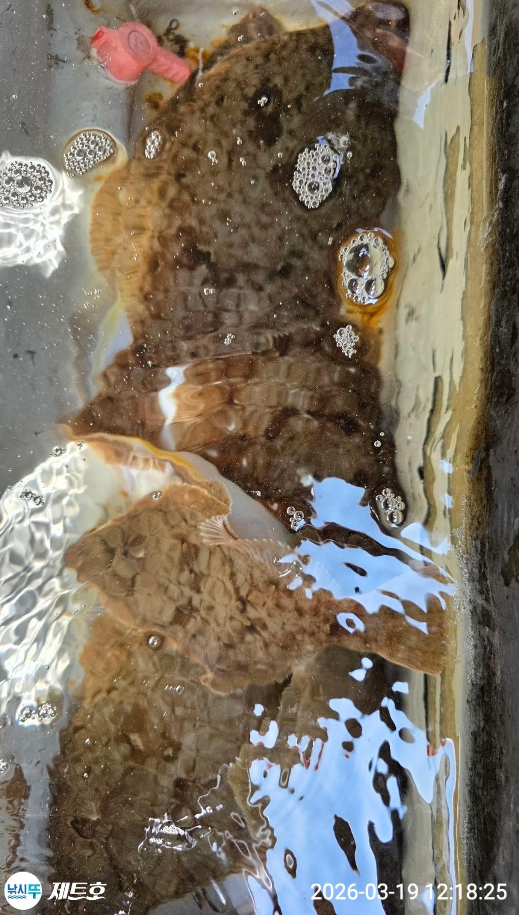 낚시뚜,도다리,가자미,영일만항,포항 제트호,낚시뚜38