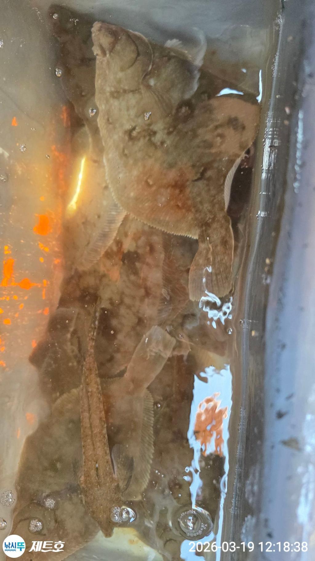 낚시뚜,도다리,가자미,영일만항,포항 제트호,낚시뚜37