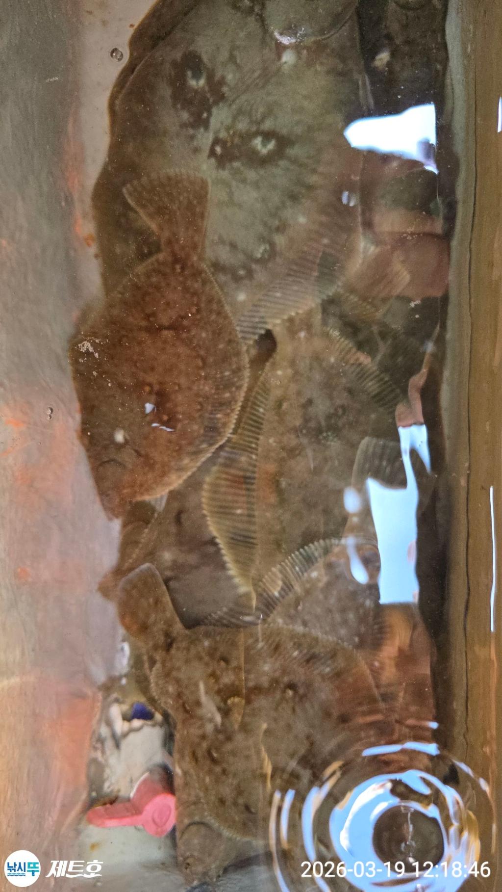 낚시뚜,도다리,가자미,영일만항,포항 제트호,낚시뚜34