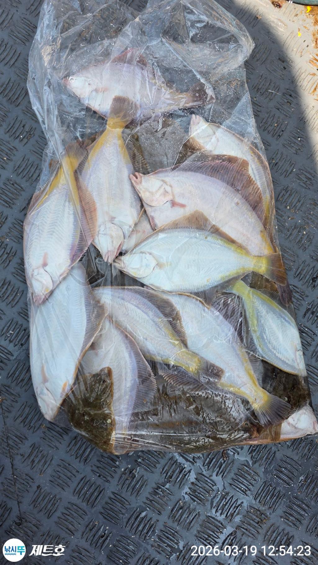 낚시뚜,도다리,가자미,영일만항,포항 제트호,낚시뚜33