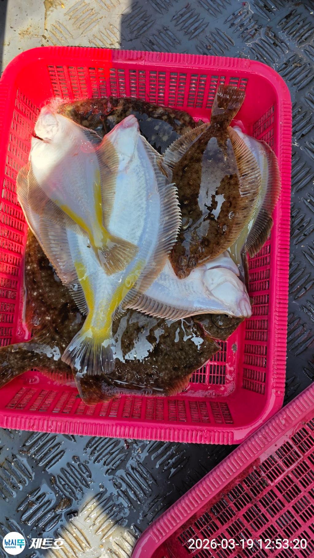 낚시뚜,도다리,가자미,영일만항,포항 제트호,낚시뚜32