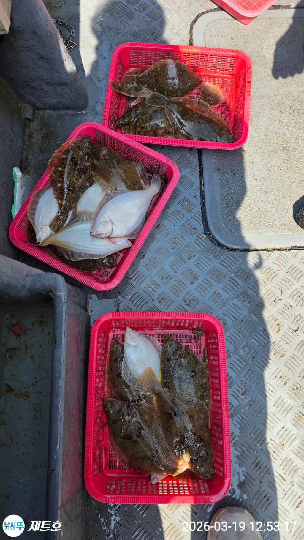 낚시뚜,도다리,가자미,영일만항,포항 제트호,낚시뚜30