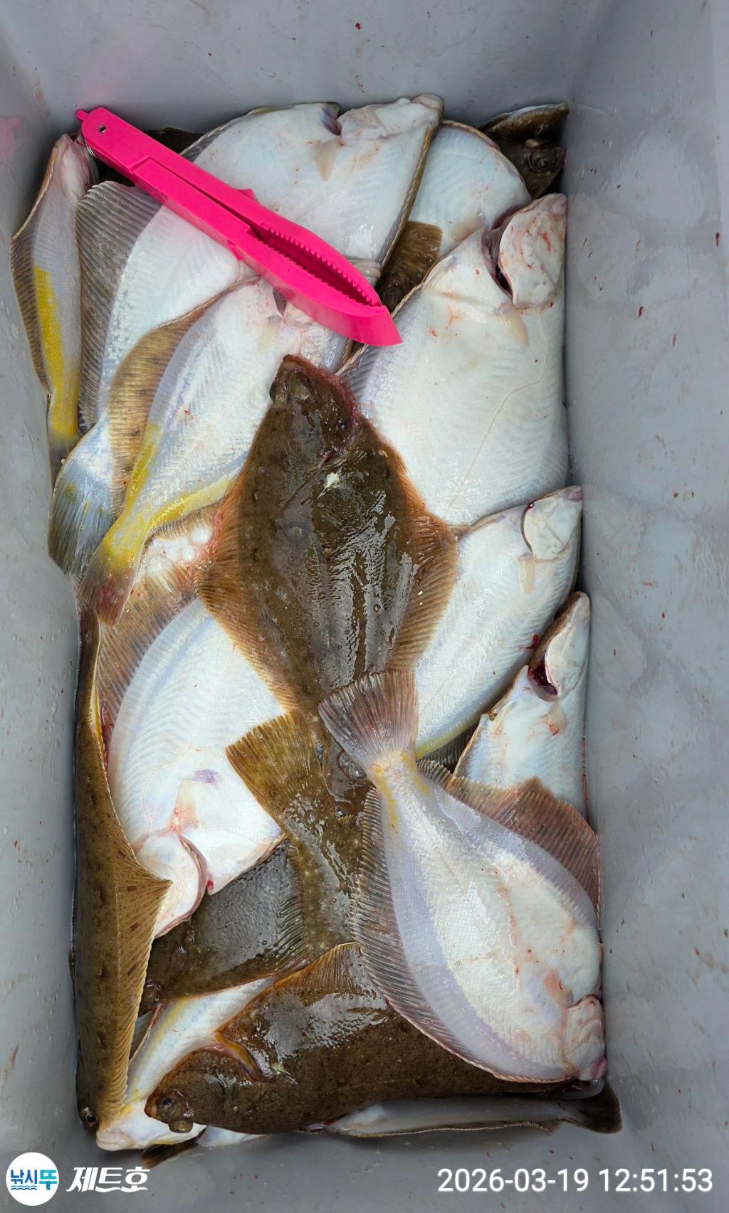 낚시뚜,도다리,가자미,영일만항,포항 제트호,낚시뚜0