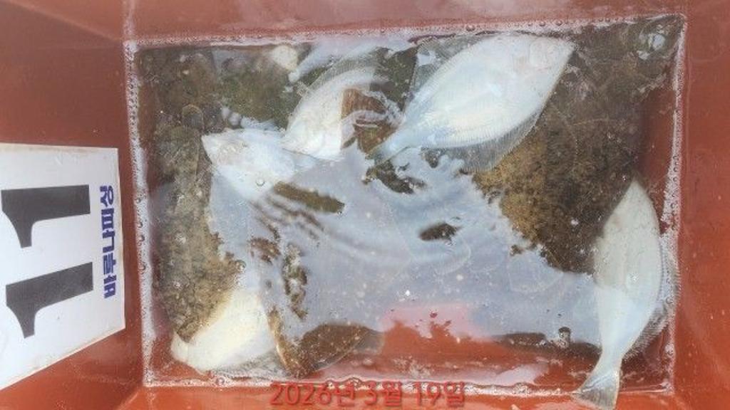 낚시뚜,도다리,속천항(진해),바루나피싱,낚시뚜3