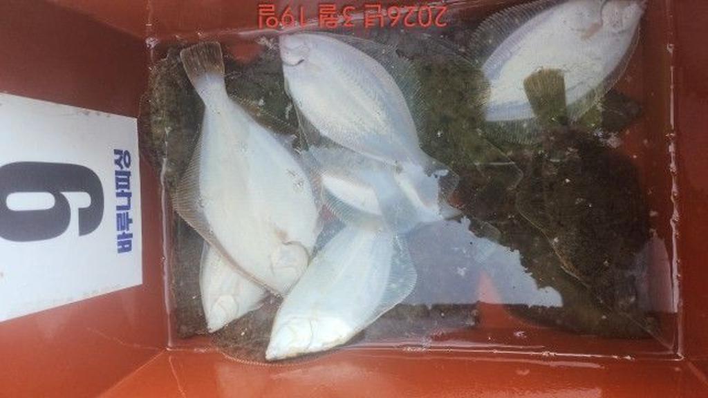 낚시뚜,도다리,속천항(진해),바루나피싱,낚시뚜3