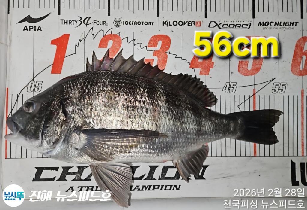 낚시뚜,감성돔,진해행암항,진해 뉴스피드호,낚시뚜17