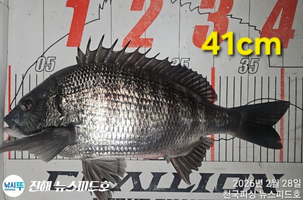 낚시뚜,감성돔,진해행암항,진해 뉴스피드호,낚시뚜15