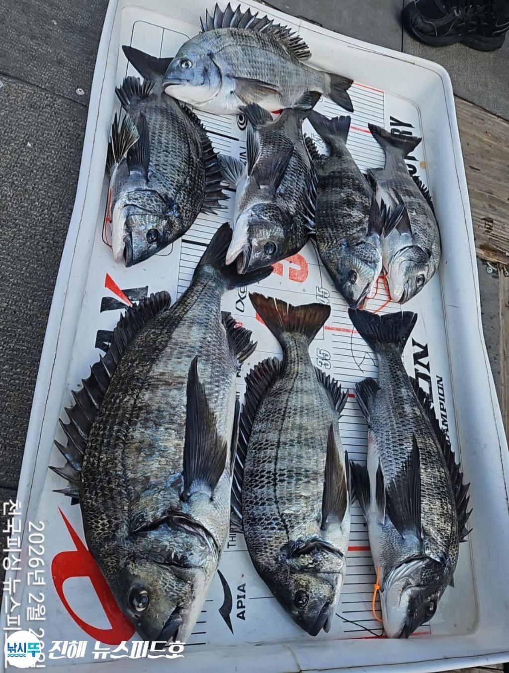 낚시뚜,감성돔,진해행암항,진해 뉴스피드호,낚시뚜13