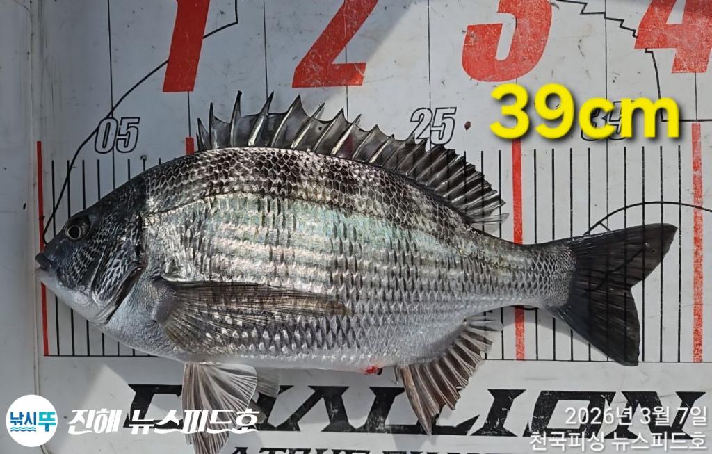 낚시뚜,감성돔,진해행암항,진해 뉴스피드호,낚시뚜9