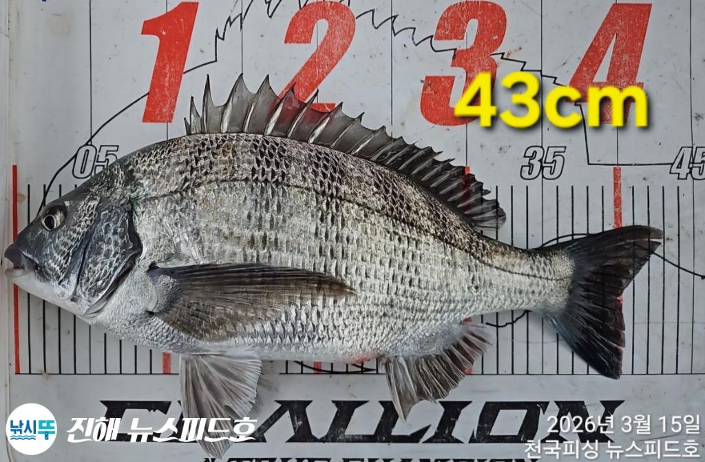 낚시뚜,감성돔,진해행암항,진해 뉴스피드호,낚시뚜3