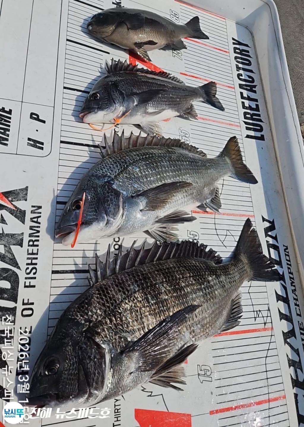 낚시뚜,감성돔,진해행암항,진해 뉴스피드호,낚시뚜0