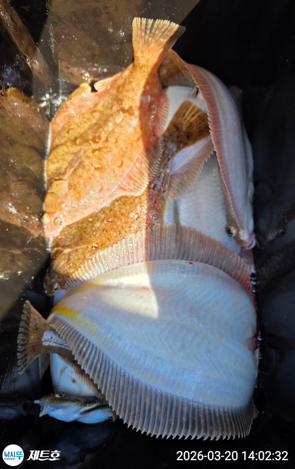 낚시뚜,도다리,가자미,영일만항,포항 제트호,낚시뚜46