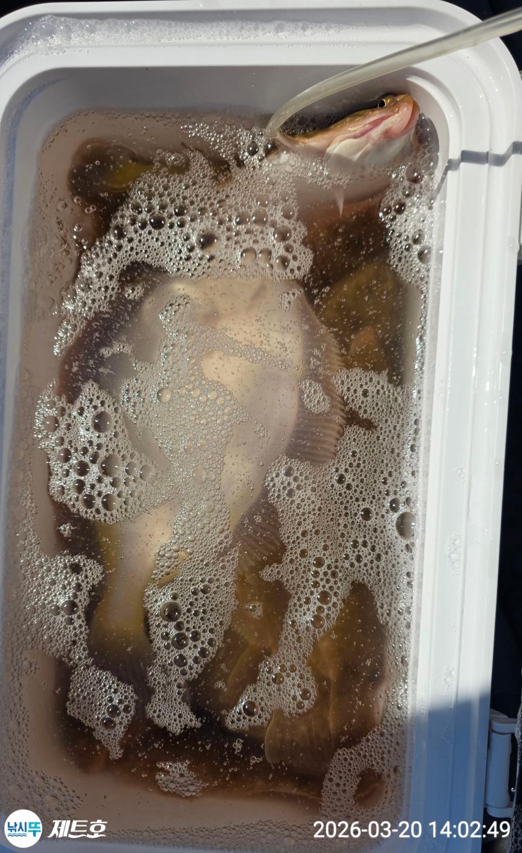 낚시뚜,도다리,가자미,영일만항,포항 제트호,낚시뚜44