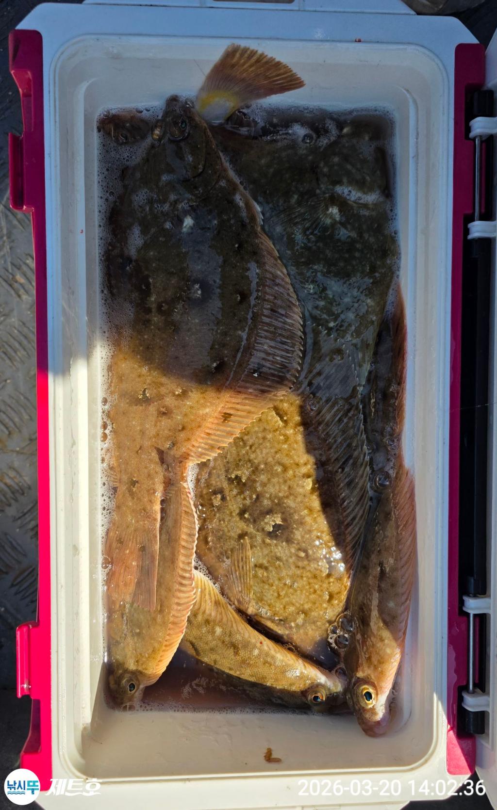 낚시뚜,도다리,가자미,영일만항,포항 제트호,낚시뚜42