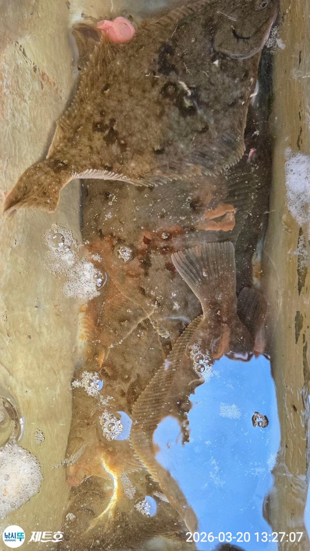 낚시뚜,도다리,가자미,영일만항,포항 제트호,낚시뚜9