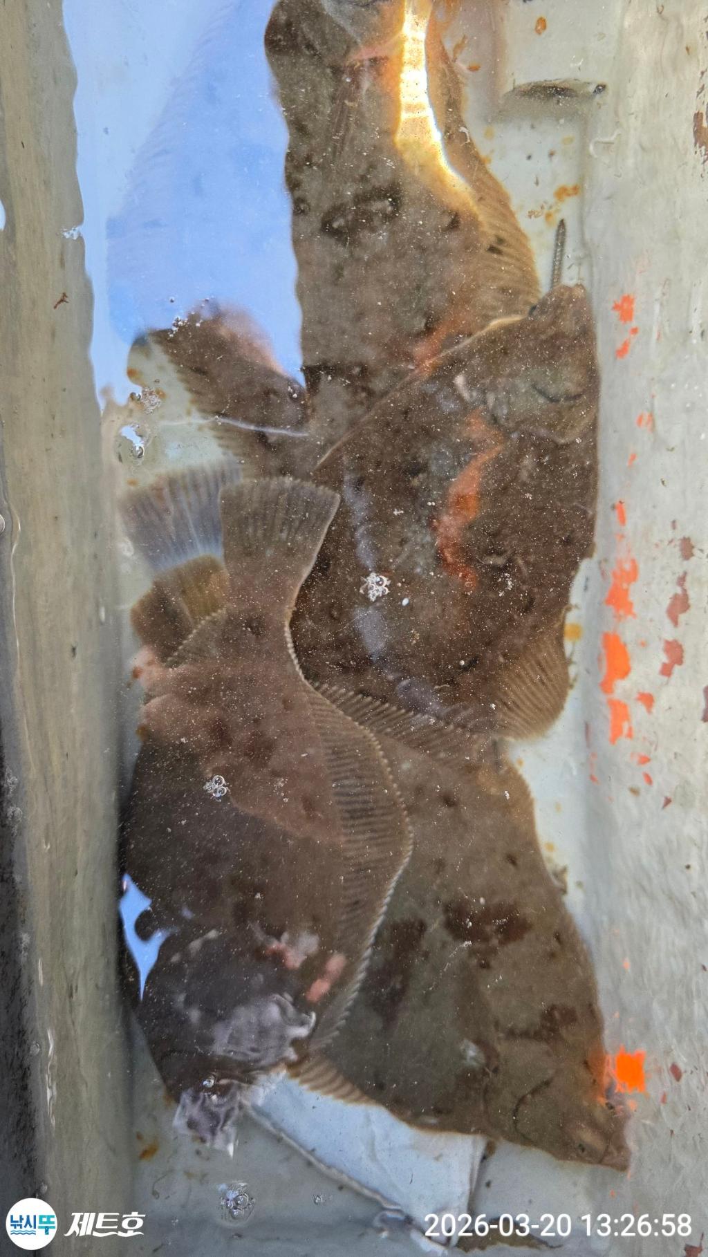 낚시뚜,도다리,가자미,영일만항,포항 제트호,낚시뚜8