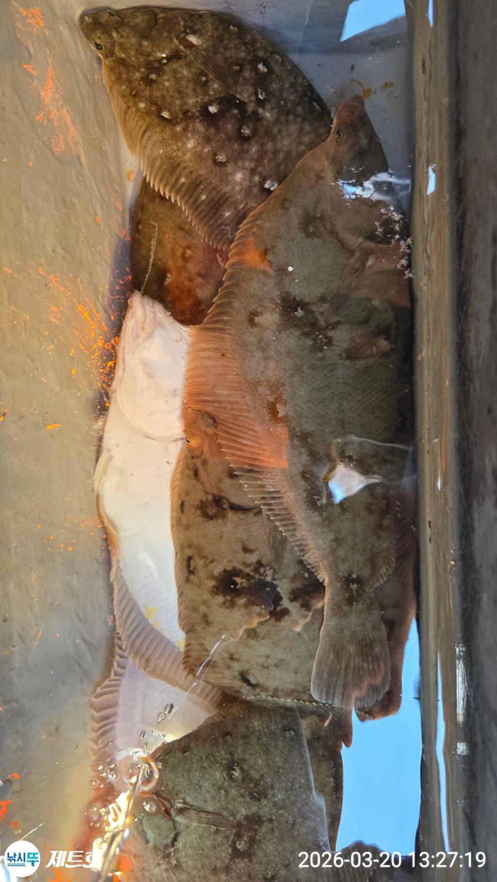 낚시뚜,도다리,가자미,영일만항,포항 제트호,낚시뚜7