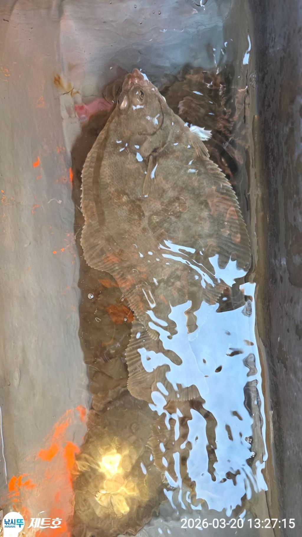 낚시뚜,도다리,가자미,영일만항,포항 제트호,낚시뚜6