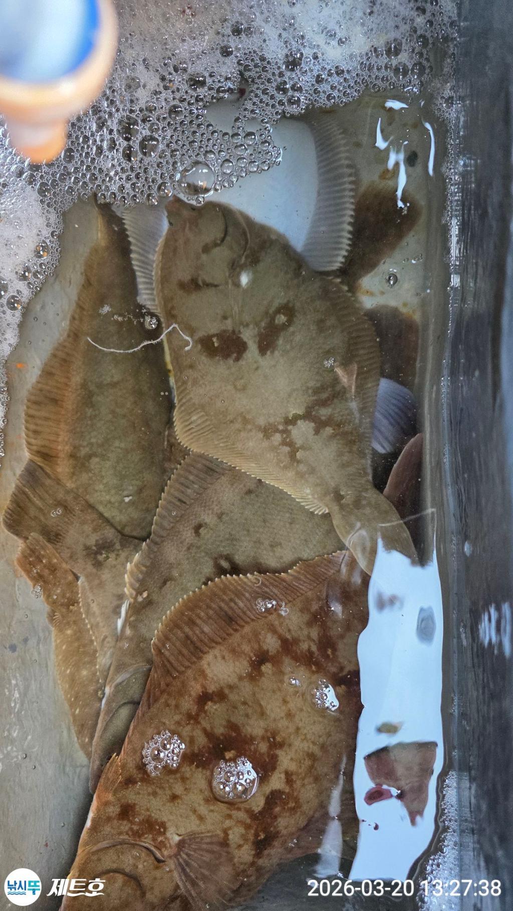 낚시뚜,도다리,가자미,영일만항,포항 제트호,낚시뚜5