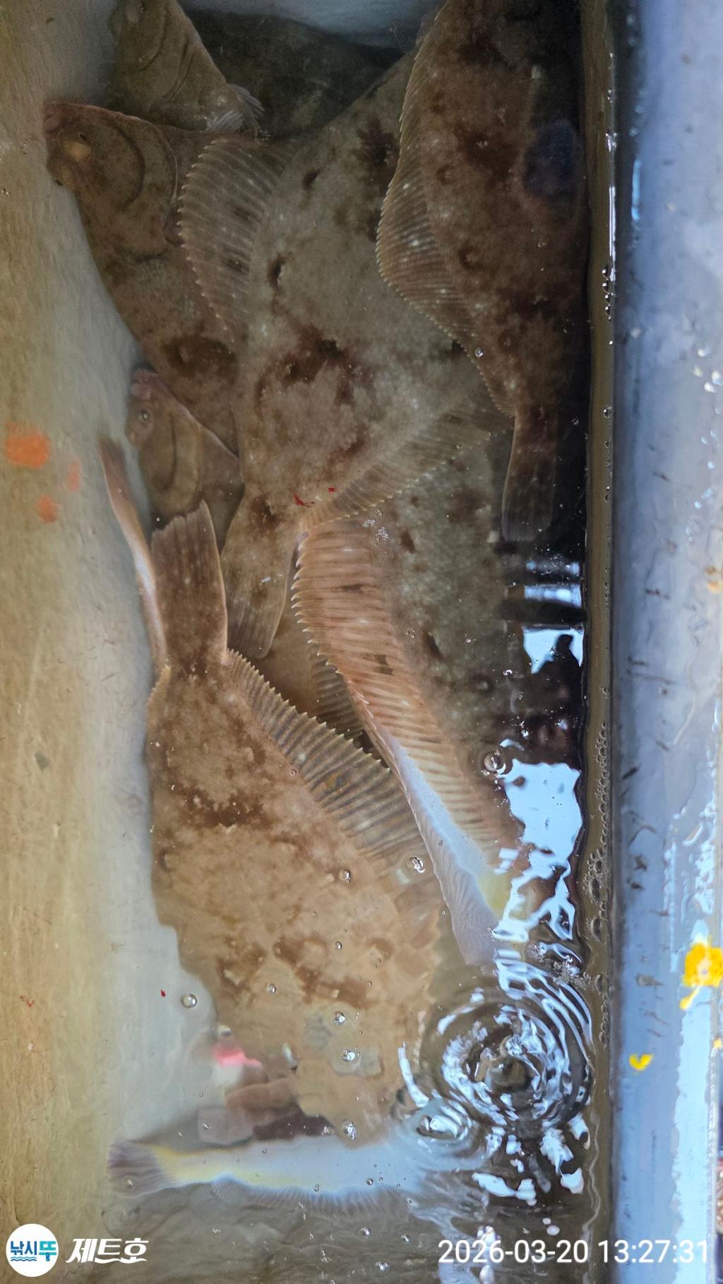 낚시뚜,도다리,가자미,영일만항,포항 제트호,낚시뚜4