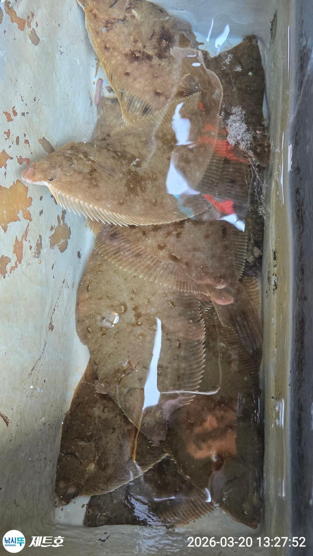 낚시뚜,도다리,가자미,영일만항,포항 제트호,낚시뚜3