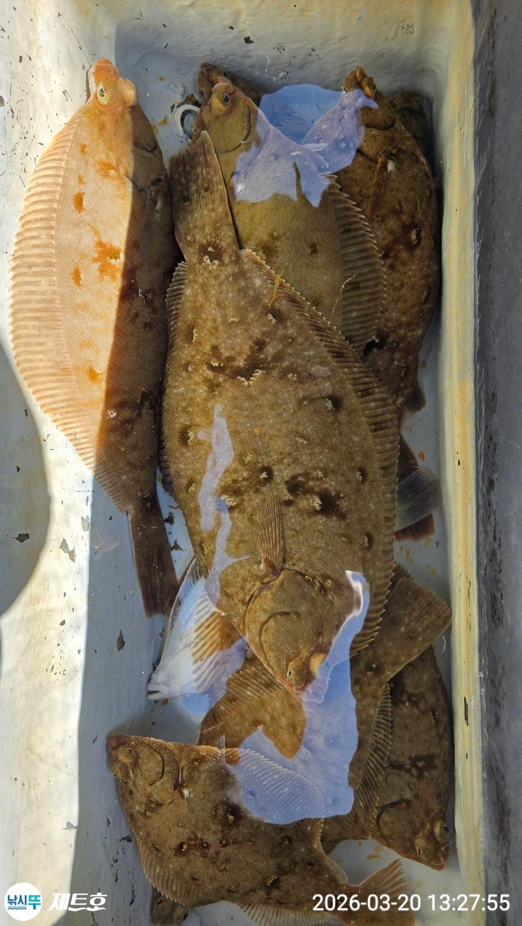 낚시뚜,도다리,가자미,영일만항,포항 제트호,낚시뚜2