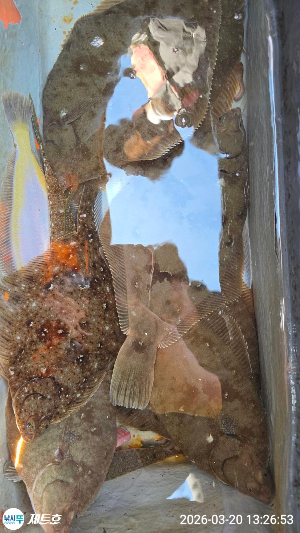 낚시뚜,도다리,가자미,영일만항,포항 제트호,낚시뚜1