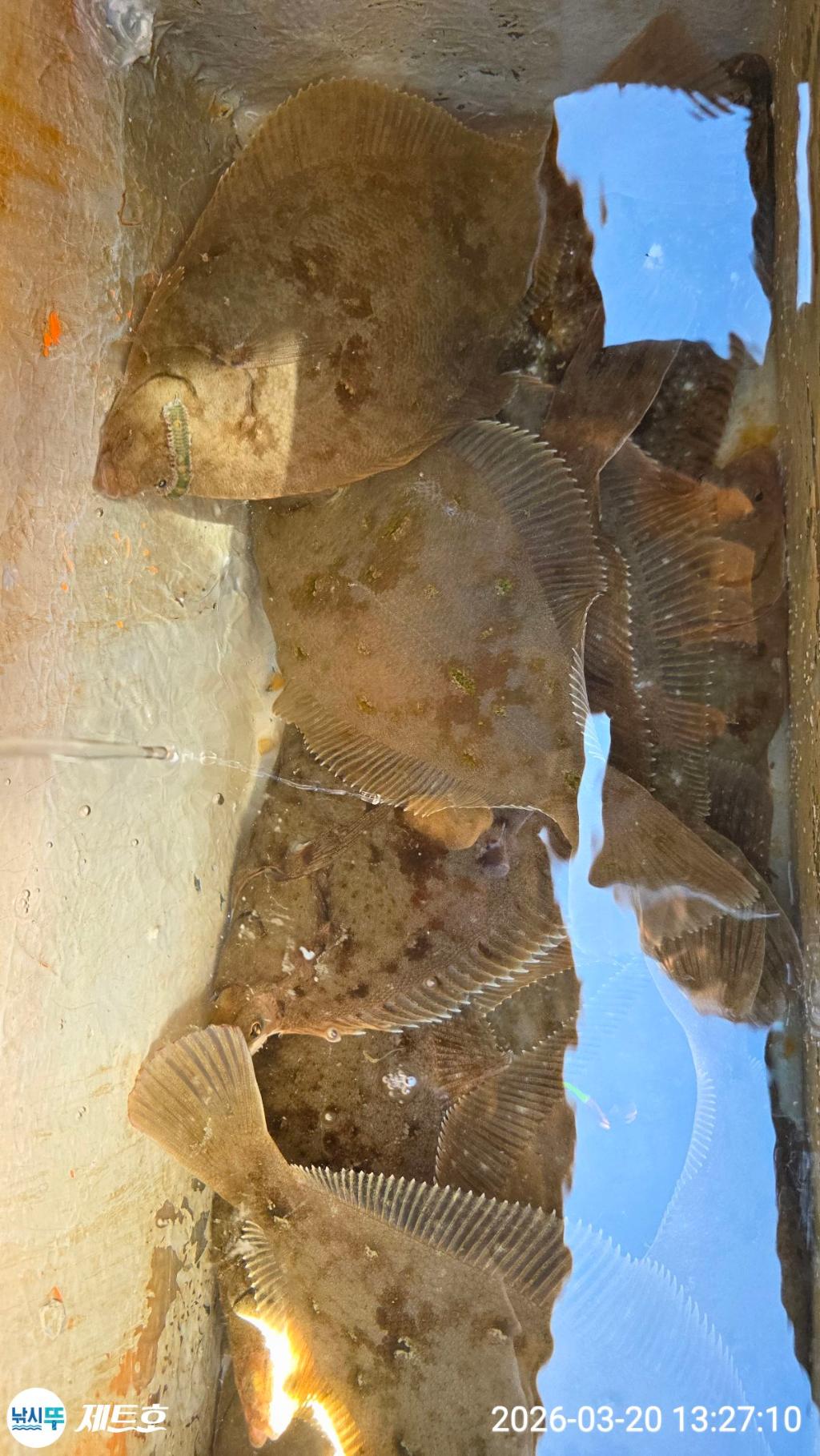 낚시뚜,도다리,가자미,영일만항,포항 제트호,낚시뚜0