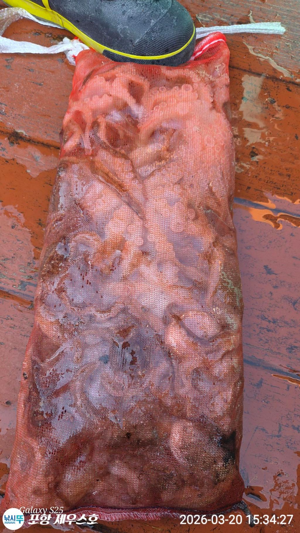 낚시뚜,쭈꾸미,영일만항,포항 제우스호,낚시뚜10