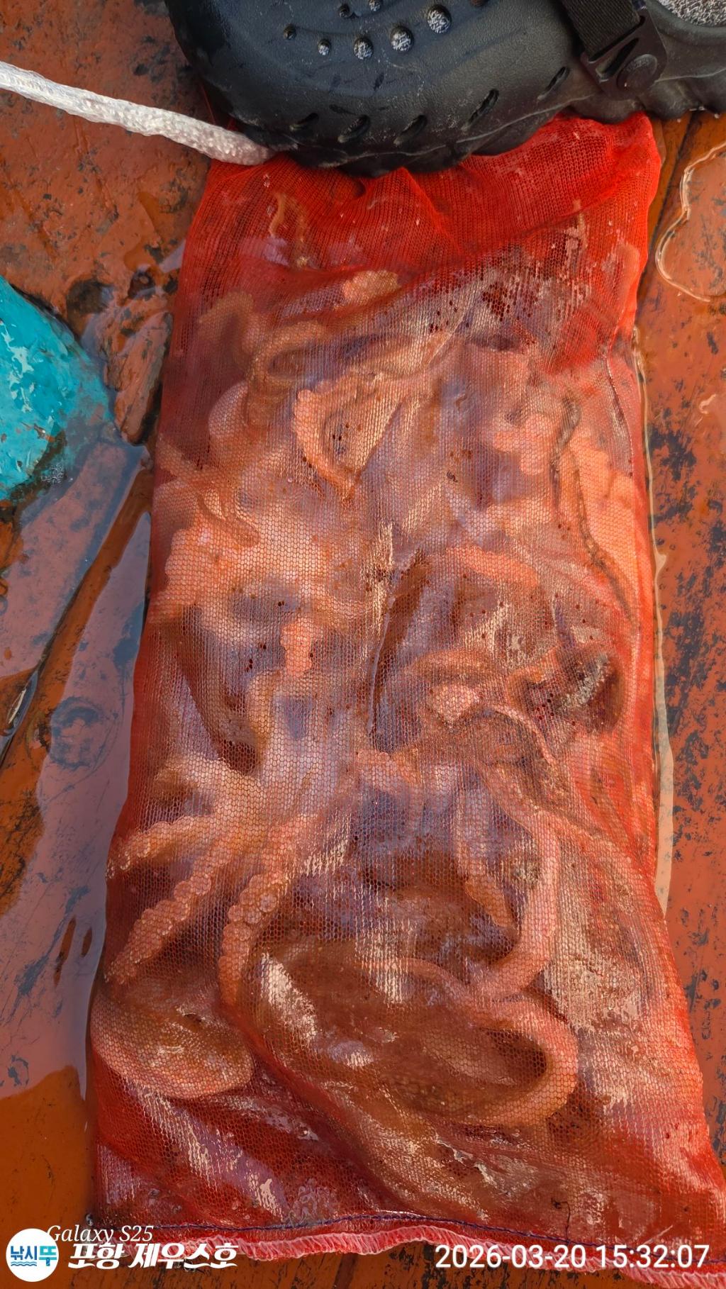 낚시뚜,쭈꾸미,영일만항,포항 제우스호,낚시뚜9