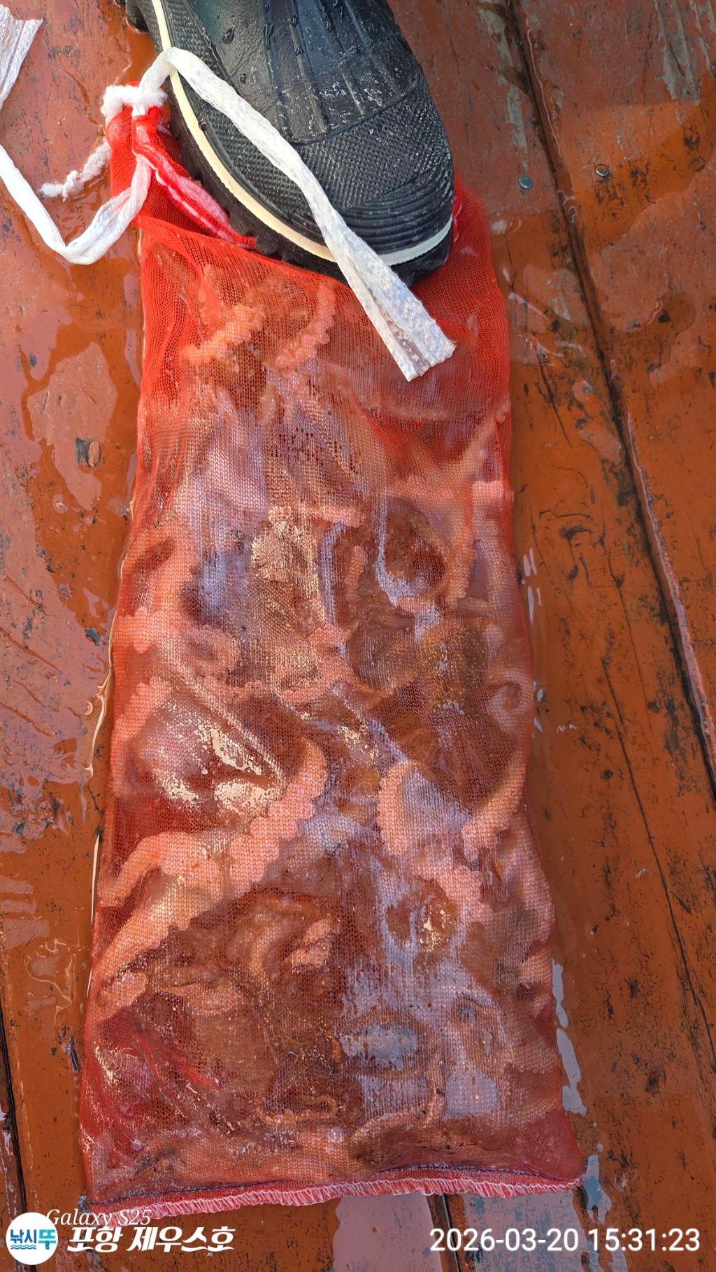 낚시뚜,쭈꾸미,영일만항,포항 제우스호,낚시뚜8