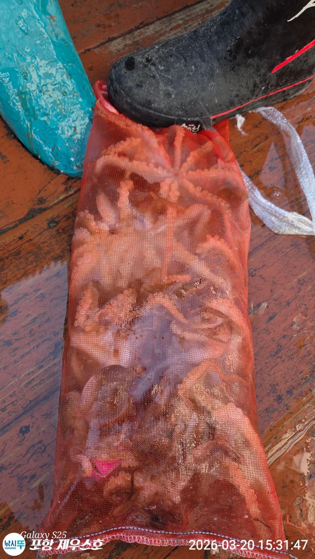 낚시뚜,쭈꾸미,영일만항,포항 제우스호,낚시뚜7